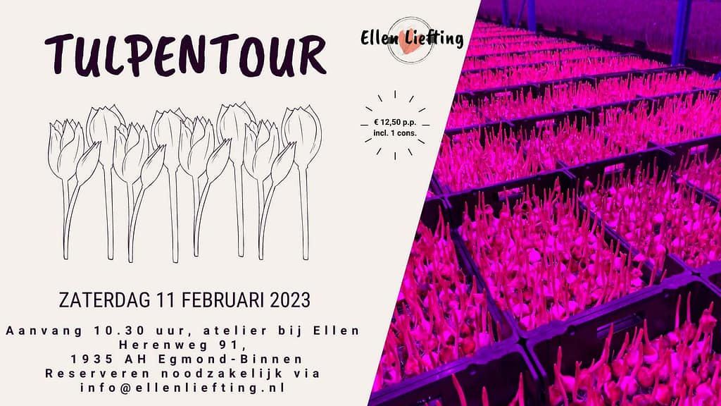 Site update en februari tips! 4 tulpentour bij Ellen feb 2023