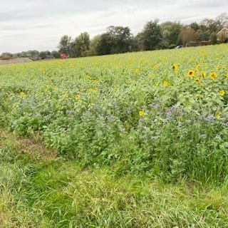 Favoriete stempelset Bijzondere zonnebloemen in de NL Demo bloghop van Stampin' Up! 4 zonnebloemen in Egmond