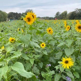Favoriete stempelset Bijzondere zonnebloemen in de NL Demo bloghop van Stampin' Up! 5 zonnige bloemen in egmond